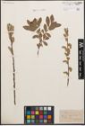 Foto von Salix cinerea L.